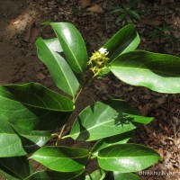 Aganosma cymosa (Roxb.) G.Don